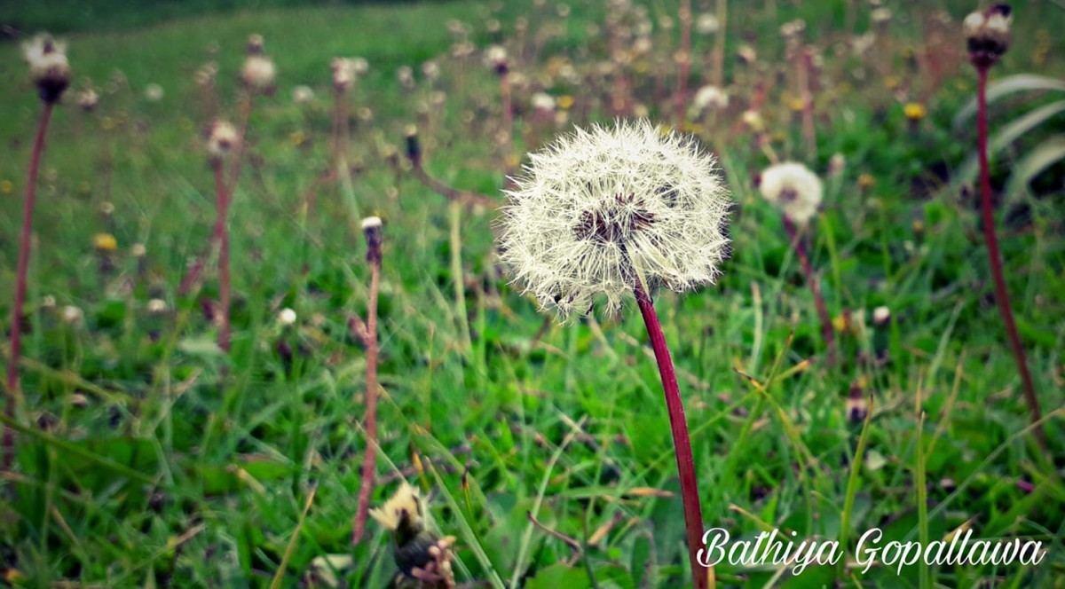 Taraxacum javanicum Soest